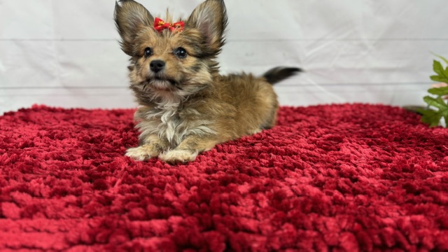 puppy, for, sale, Papillon/Poodle, Alisa  Breedlove, dog, breeder, Waynesville, MO, dog-breeder, puppy-for-sale, forsale, nearby, find, puppyfind, locator, puppylocator, aca